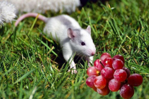 Чи можна годувати декоративний виноград щурів? Чи можна годувати декоративний виноград щурів?